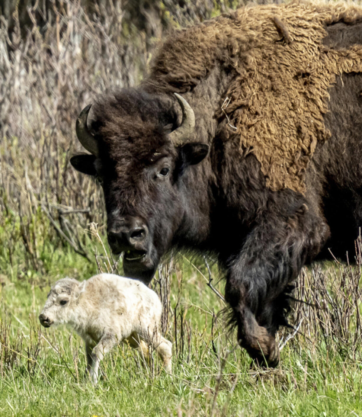 A rare white buffalo calf, reportedly born in Yellowstone National Park&rsquo;s Lamar Valley, is shown on June 4. The birth fulfills a Lakota prophecy that portends better times, according to members of the American Indian tribe who cautioned that it&rsquo;s also a warning that more must be done to protect the earth and its animals.