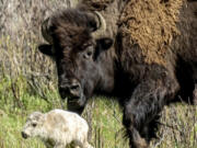 A rare white buffalo calf, reportedly born in Yellowstone National Park&rsquo;s Lamar Valley, is shown on June 4. The birth fulfills a Lakota prophecy that portends better times, according to members of the American Indian tribe who cautioned that it&rsquo;s also a warning that more must be done to protect the earth and its animals.