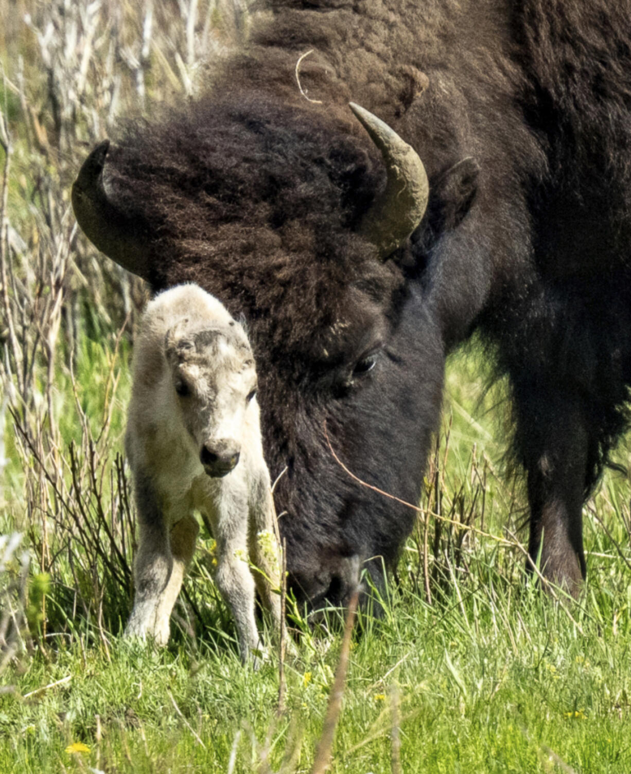 A rare  white buffalo calf, reportedly born in Yellowstone National Park&#039;s Lamar Valley, is shown on June 4, 2024, in Wyo. The birth fulfills a Lakota prophecy that portends better times, according to members of the American Indian tribe who cautioned that it&rsquo;s also a warning more must be done to protect the earth and its animals.