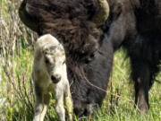 A rare  white buffalo calf, reportedly born in Yellowstone National Park&#039;s Lamar Valley, is shown on June 4, 2024, in Wyo. The birth fulfills a Lakota prophecy that portends better times, according to members of the American Indian tribe who cautioned that it&rsquo;s also a warning more must be done to protect the earth and its animals.