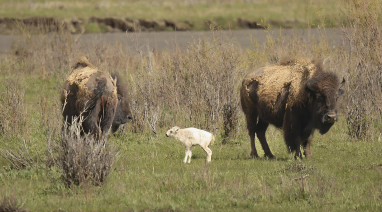 This photo provided by Jordan Creech shows a white buffalo calf born on June 4, 2024, in the Lamar Valley in Yellowstone National Park, a spiritually significant event for many Native American tribes. The calf&rsquo;s birth fulfills a prophecy for the Lakota people that portends better times but also signals that more must be done to protect the earth and its animals.