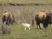 This photo provided by Jordan Creech shows a white buffalo calf born on June 4, 2024, in the Lamar Valley in Yellowstone National Park, a spiritually significant event for many Native American tribes. The calf&rsquo;s birth fulfills a prophecy for the Lakota people that portends better times but also signals that more must be done to protect the earth and its animals.