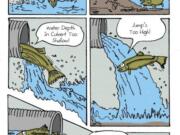 Culverts, large pipes under roadways, allow water to flow but may not allow fish to swim through. Culverts may block fish migration because the water flow is too swift, too shallow, or has a waterfall into or out of the culvert.