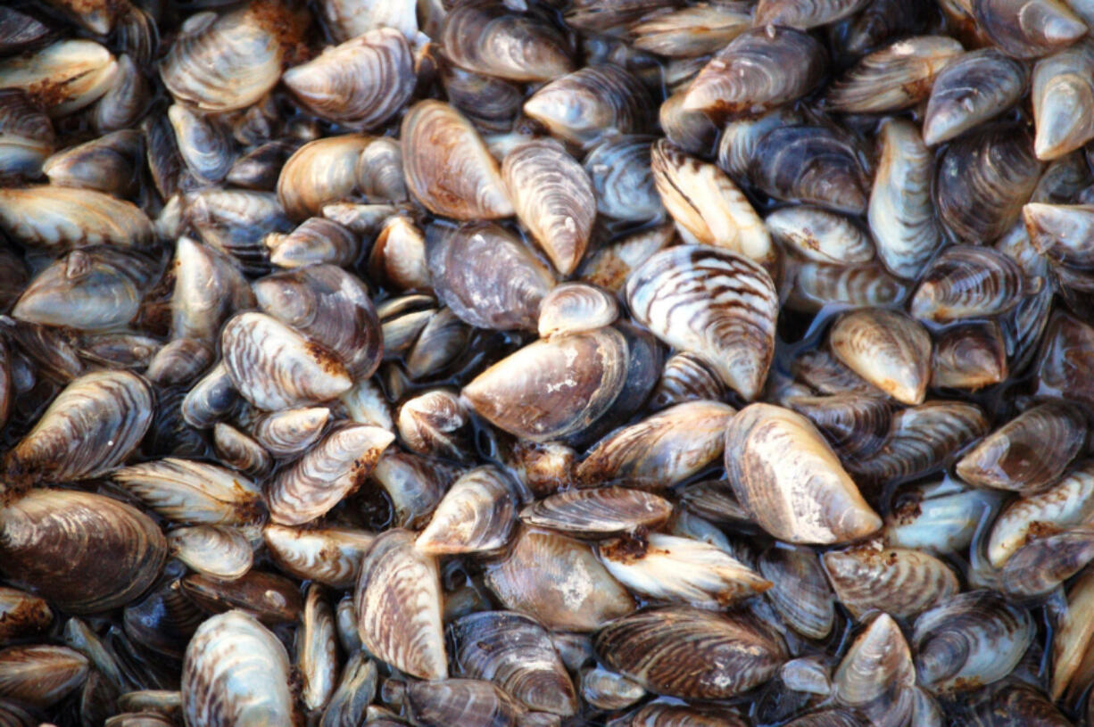Quagga mussels from Lake Mead, in Nevada. (Dave Britton, U.S.