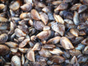 Quagga mussels from Lake Mead, in Nevada. (Dave Britton, U.S.