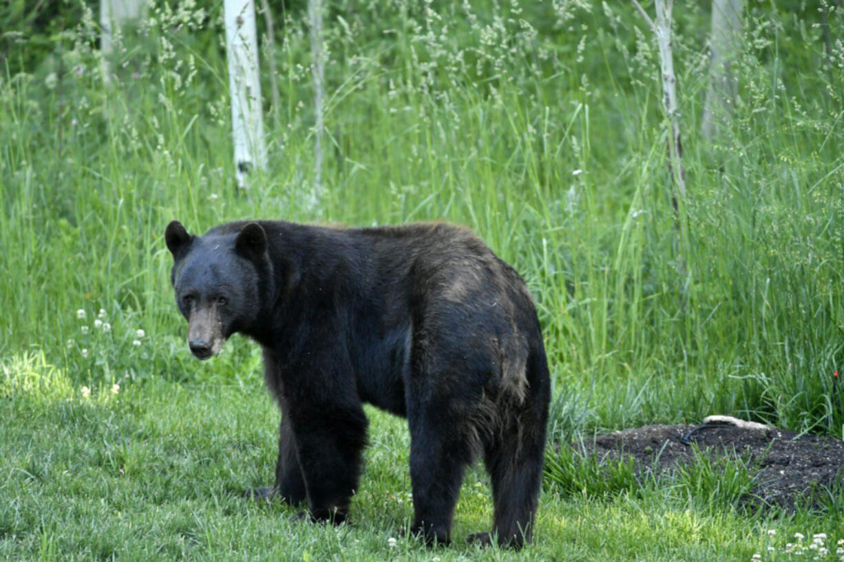 A bear wanders back into the forest near homes in Nederland, Colorado, in 2020. (Helen H.