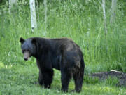 A bear wanders back into the forest near homes in Nederland, Colorado, in 2020. (Helen H.