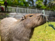 A capybara at the Cape May County Zoo eats bamboo leaves for a midday treat.