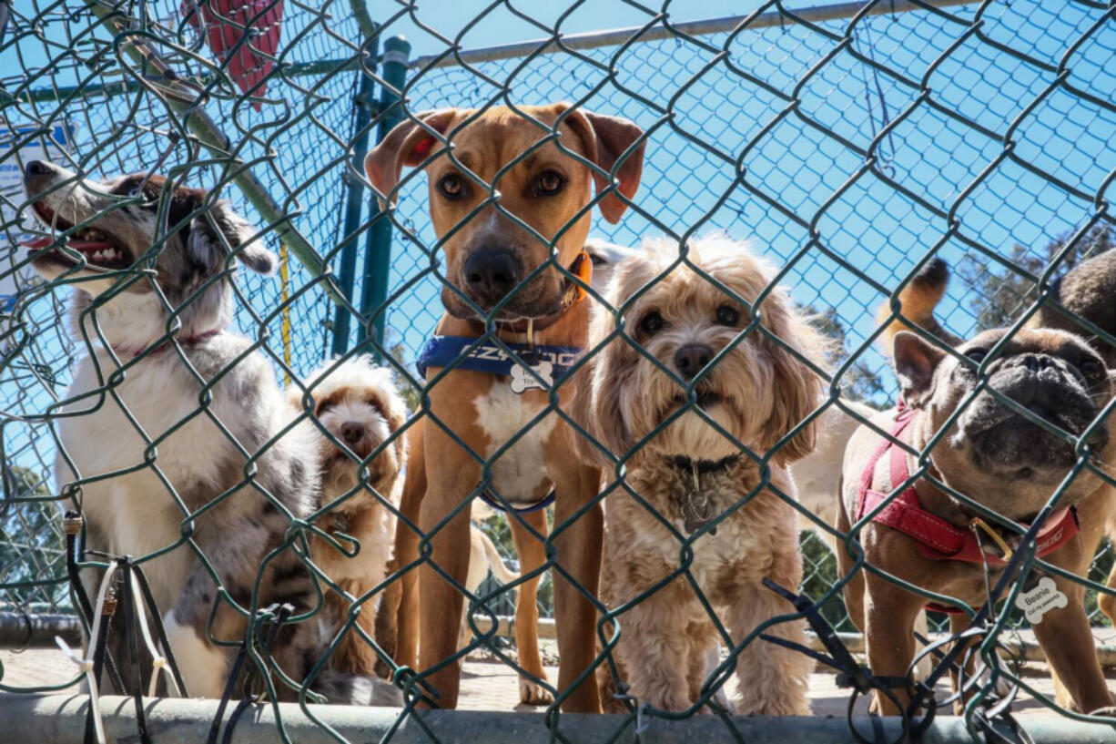 Dogs wait to exit Veterans Barrington Park in April 1 in Brentwood, Calif.