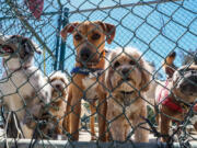 Dogs wait to exit Veterans Barrington Park in April 1 in Brentwood, Calif.