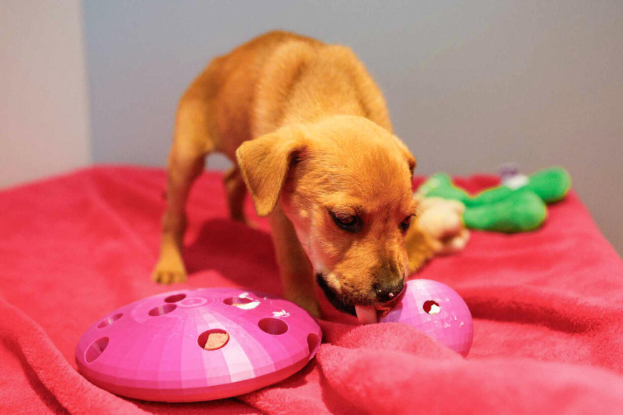 Puppies play with enrichment items at the San Diego Humane Society on June 20 in San Diego, Calif.