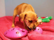 Puppies play with enrichment items at the San Diego Humane Society on June 20 in San Diego, Calif.
