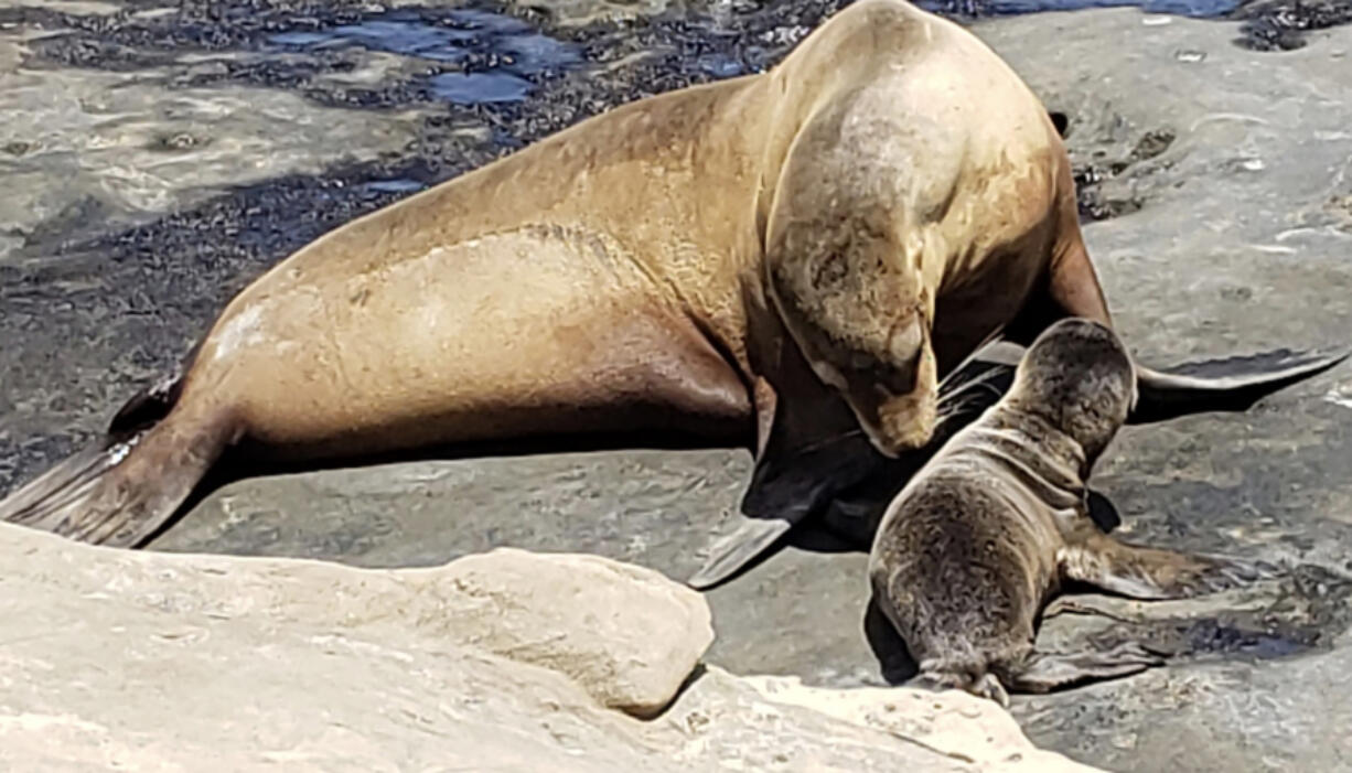 The protection of sea lions is one of many issues taken on by the Sierra Club, which has been roiled by a labor dispute.