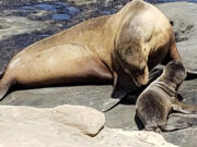 The protection of sea lions is one of many issues taken on by the Sierra Club, which has been roiled by a labor dispute.