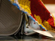 Chloe Hedrick&rsquo;s pet rat Charlotte hides in a bag July 5 in Dallas. Currently, Hedrick has seven rats that she got through DFW Rat Rescue.