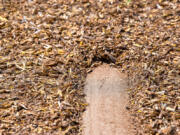 Hundreds of dead grasshoppers near the Lower Klamath Lake National Wildlife Refuge in Siskiyou County, California, last year.