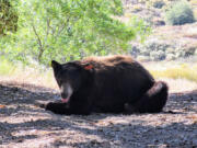 Yellow 2291 was tranquilized in Chatsworth last week after a long trek down to Malibu and relocated to Angeles National Forest by state wildlife officials.