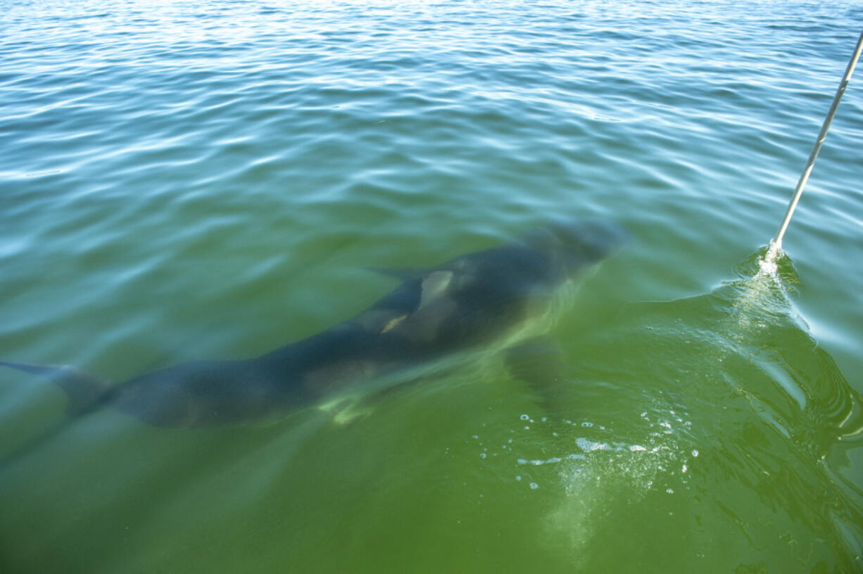 Dr. Greg Skomal, shark researcher for Massachusetts Marine Fisheries, captures video footage of a great white shark, while the crew listens for its radio tag, off the coast of Chatham, Mass., on Oct. 21, 2022.