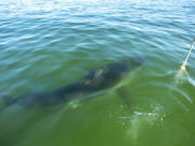 Dr. Greg Skomal, shark researcher for Massachusetts Marine Fisheries, captures video footage of a great white shark, while the crew listens for its radio tag, off the coast of Chatham, Mass., on Oct. 21, 2022.