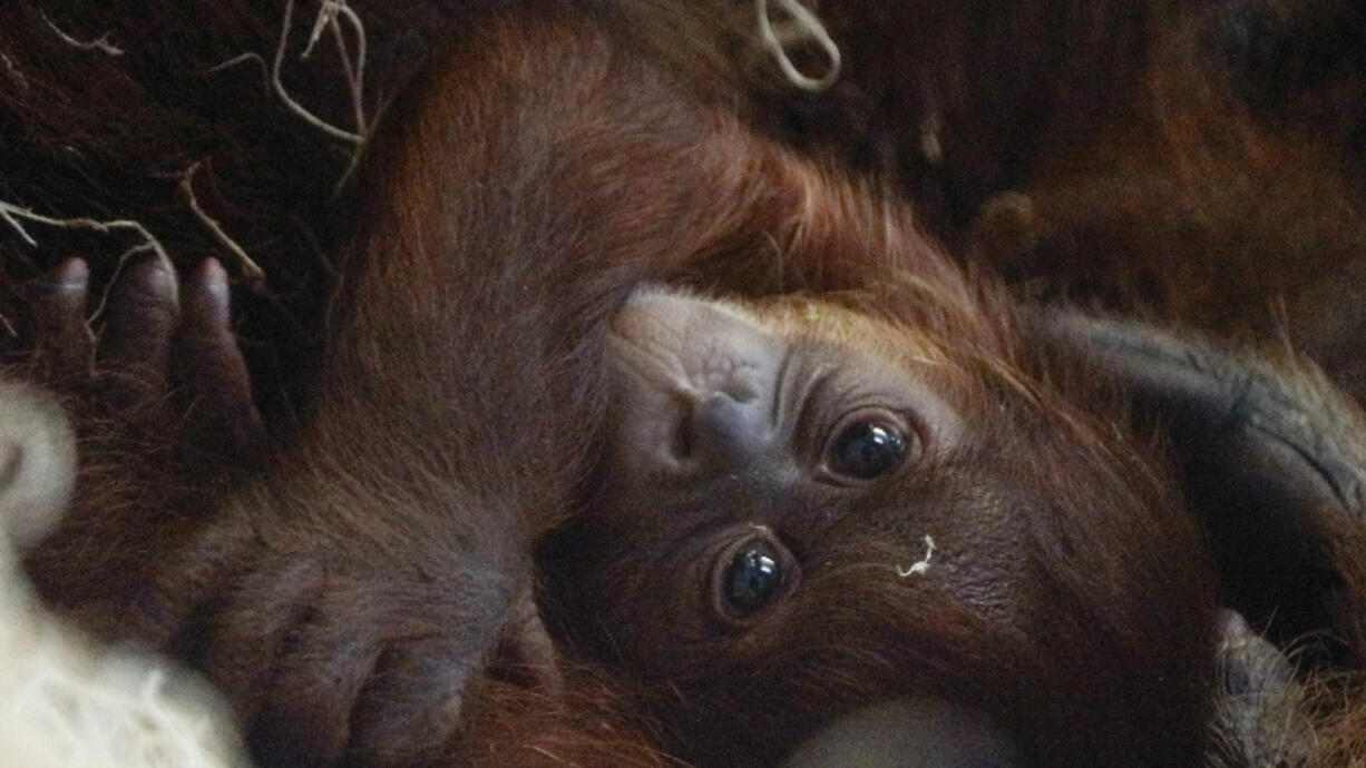 The Philadelphia Zoo&rsquo;s baby Sumatran orangutan, the first birth of this species at the zoo in 15 years, on June 26.