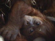 The Philadelphia Zoo&rsquo;s baby Sumatran orangutan, the first birth of this species at the zoo in 15 years, on June 26.