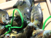 Bluegill ready to be filleted. Countless lakes in Washington&rsquo;s Region 5 offer very good panfishing.