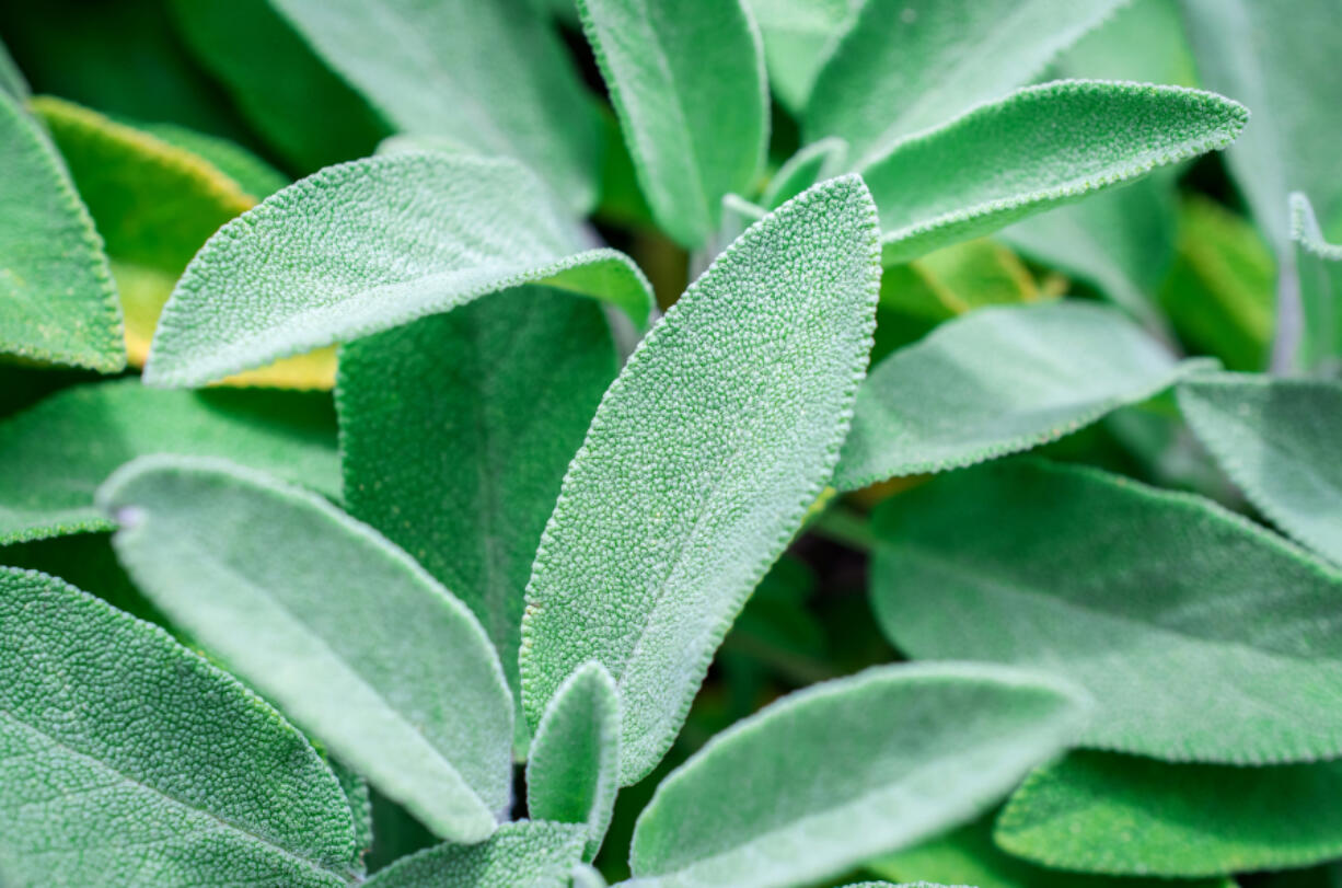 Sage leaves can be brewed into tea to soothe sore, irritated throats.