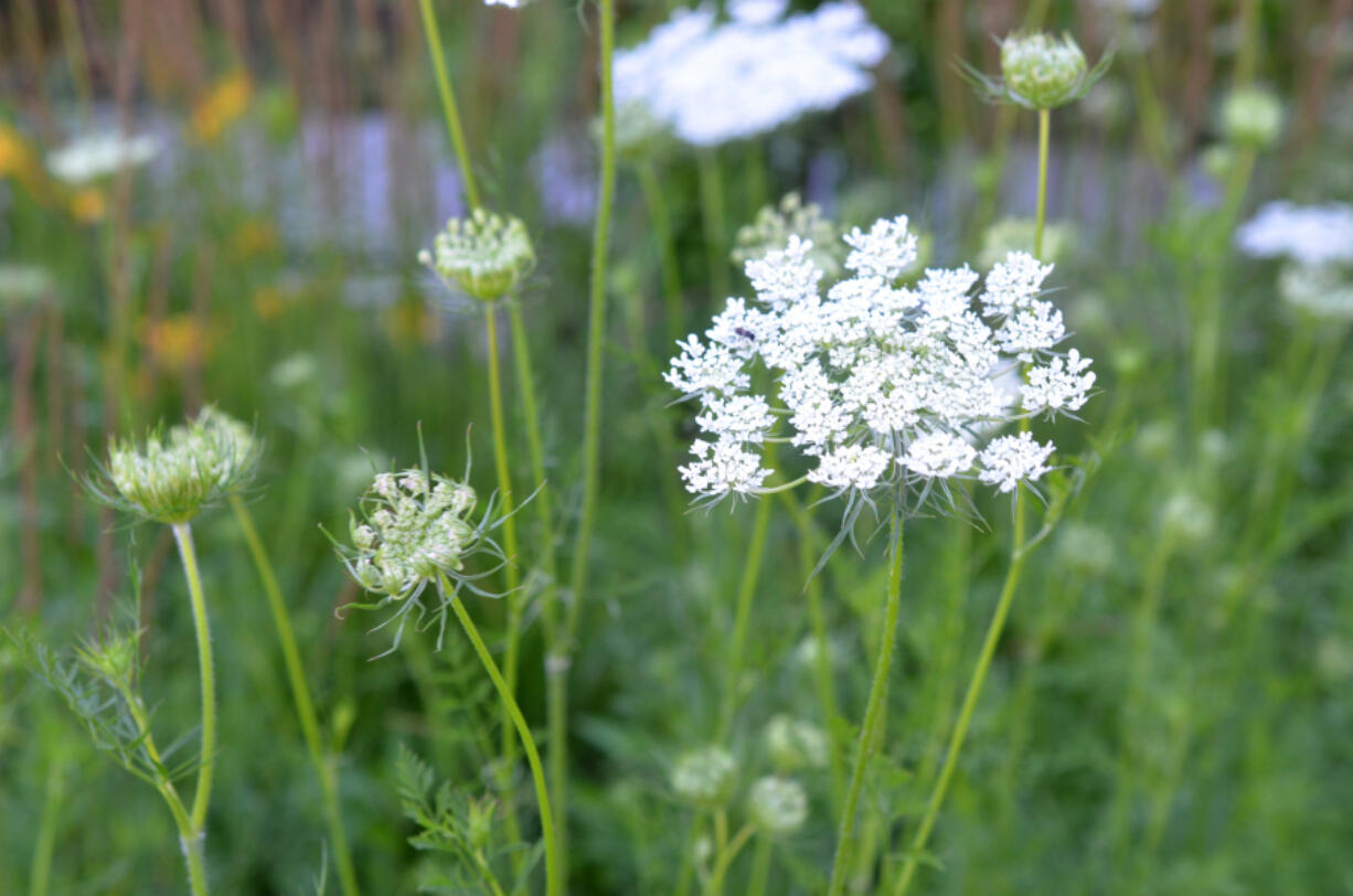 Hemlock (Conium Maculatum) is deadly and easily mistaken for other nonpoisonous and edible plants.