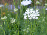 Hemlock (Conium Maculatum) is deadly and easily mistaken for other nonpoisonous and edible plants.