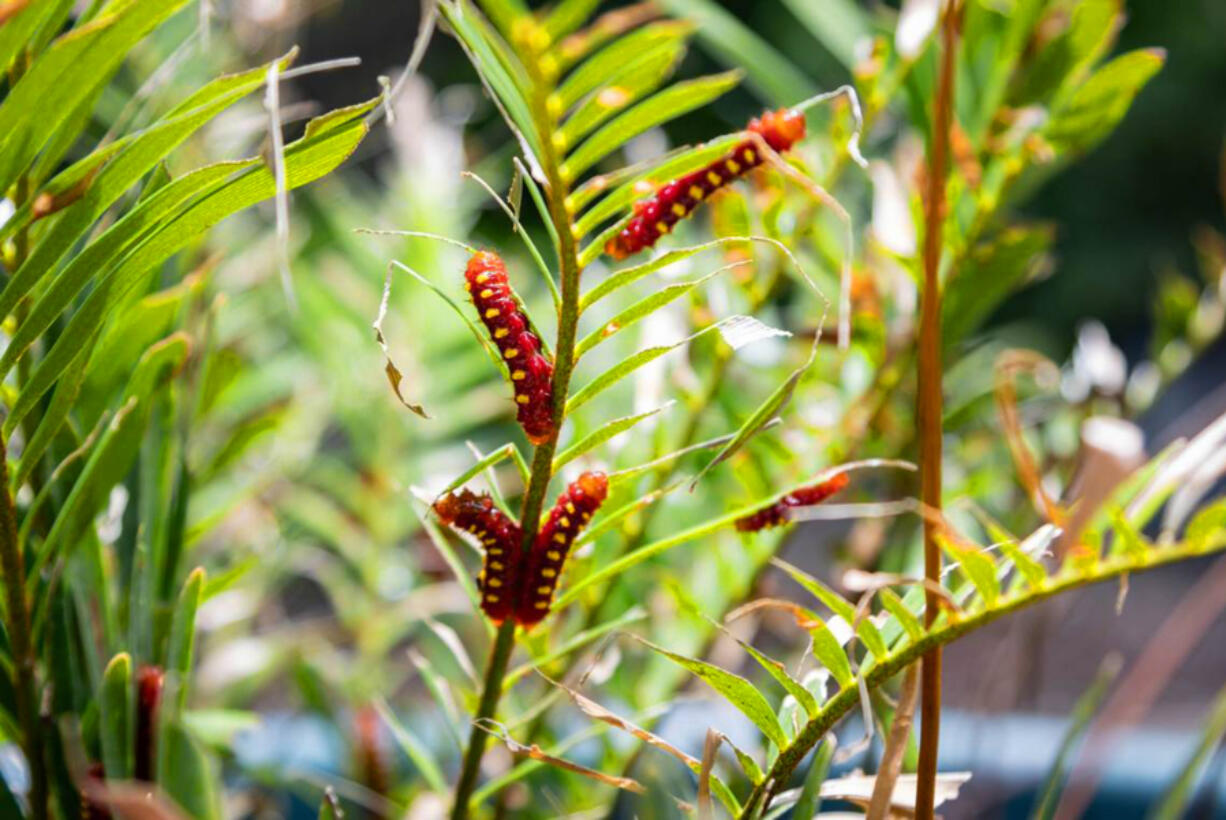 Atala caterpillar&rsquo;s crawl on a native coontie plant.