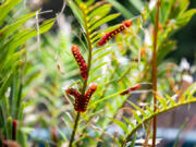 Atala caterpillar&rsquo;s crawl on a native coontie plant.