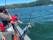 Brandon Powers nets a Buoy Ten Chinook last year for a client. Prospects are good for this year&rsquo;s fishery, with over 550,00 Chinook expected back to the Columbia River.