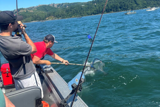 Brandon Powers nets a Buoy Ten Chinook last year for a client. Prospects are good for this year&rsquo;s fishery, with over 550,00 Chinook expected back to the Columbia River.