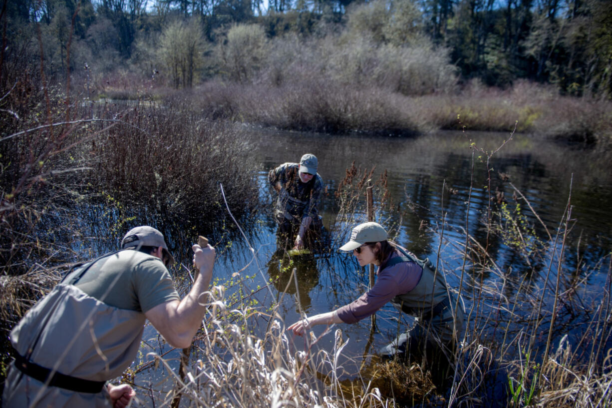 Tony Tommasini, from left, Doug Kreuzer and Kari Dupler of the Lower Columbia Estuary Partnership conduct an amphibian study as part of the fish habitat restoration efforts at the East Fork Lewis River in March. Clark County recently finalized the purchase of nearly 125 acres needed for the $20 million habitat restoration project.