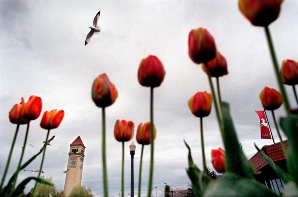 ADVANCE FOR MONDAY, JUNE 28 --Tulips adorn Riverfront Park in Spokane, Wash., in this April 29, 1999 photo. The World&#039;s Fair-Expo 74 turned an industrialized city center into Spokane&#039;s crown jewel known as Riverfront Park. In 1907, Spokane officials hired the famed Olmsted Brothers landscape architecture firm to create a park plan for the city.     Three years later, city fathers narrowly convinced Spokane voters to approve a $1 million bond to buy land along the river and begin building neighborhood parks.