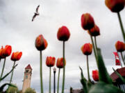 ADVANCE FOR MONDAY, JUNE 28 --Tulips adorn Riverfront Park in Spokane, Wash., in this April 29, 1999 photo. The World&#039;s Fair-Expo 74 turned an industrialized city center into Spokane&#039;s crown jewel known as Riverfront Park. In 1907, Spokane officials hired the famed Olmsted Brothers landscape architecture firm to create a park plan for the city.     Three years later, city fathers narrowly convinced Spokane voters to approve a $1 million bond to buy land along the river and begin building neighborhood parks.