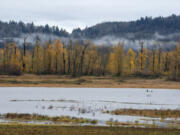 Lingering fall color is seen at Steigerwald Lake National Wildlife Refuge as low-lying clouds provide a scenic backdrop in December 2023.  The Port of Camas-Washougal and U.S. Fish and Wildlife&rsquo;s negotiations for a land swap are nearly complete.