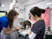 Dr. Kayla Harris, left, offers a treat to Mia, 5, an adoptable cat from the Humane Society for Southwest Washington, while the kitty pays a visit to the crew including vet assistant Isabel Chavez in the mobile veterinary clinic.