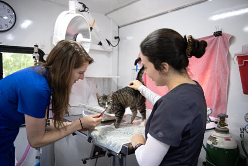Dr. Kayla Harris, left, offers a treat to Mia, 5, an adoptable cat from the Humane Society for Southwest Washington, while the kitty pays a visit to the crew including vet assistant Isabel Chavez in the mobile veterinary clinic.