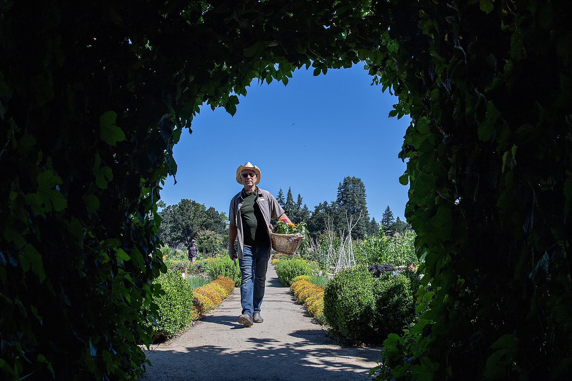 Robb Rosser, who is in his 10th year as a volunteer at the Fort Vancouver National Historic Site garden, strolls through the area while lending a hand with the flowers Tuesday morning, July 16, 2024.