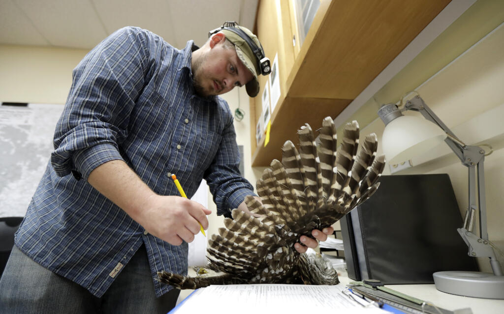 FILE - Wildlife technician Jordan Hazan records data in a lab from a male barred owl he shot earlier in the night, Oct. 24, 2018, in Corvallis, Ore. U.S. wildlife officials want to kill hundreds of thousands of barred owls in coming decades as part of a controversial plan to help spotted owl populations. (AP Photo/Ted S.