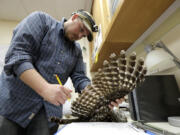 FILE - Wildlife technician Jordan Hazan records data in a lab from a male barred owl he shot earlier in the night, Oct. 24, 2018, in Corvallis, Ore. U.S. wildlife officials want to kill hundreds of thousands of barred owls in coming decades as part of a controversial plan to help spotted owl populations. (AP Photo/Ted S.