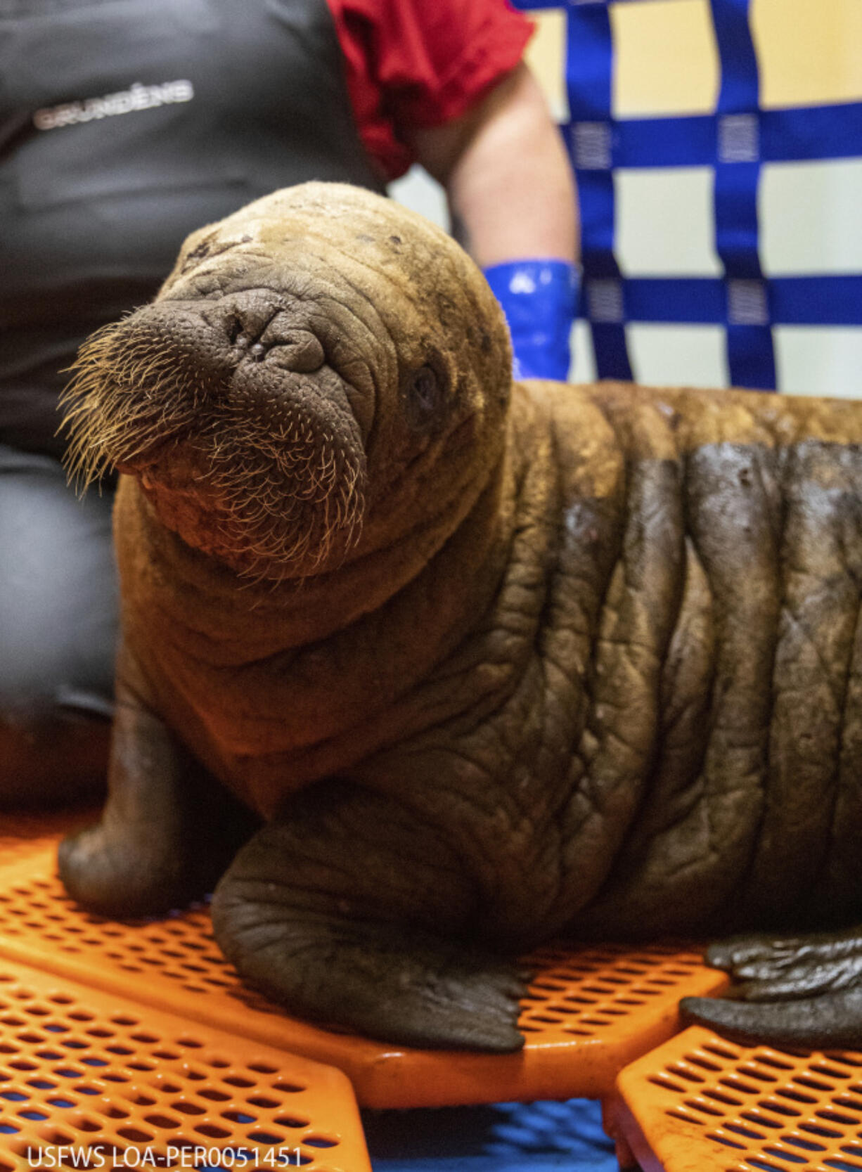 A female Pacific walrus calf is shown Monday at the Alaska SeaLife Center in Seward, Alaska, after being rescued hundreds of miles away, near Utqiagvik, Alaska.