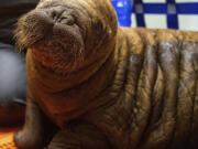 A female Pacific walrus calf is shown Monday at the Alaska SeaLife Center in Seward, Alaska, after being rescued hundreds of miles away, near Utqiagvik, Alaska.