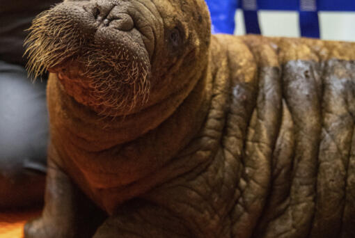 A female Pacific walrus calf is shown Monday at the Alaska SeaLife Center in Seward, Alaska, after being rescued hundreds of miles away, near Utqiagvik, Alaska.