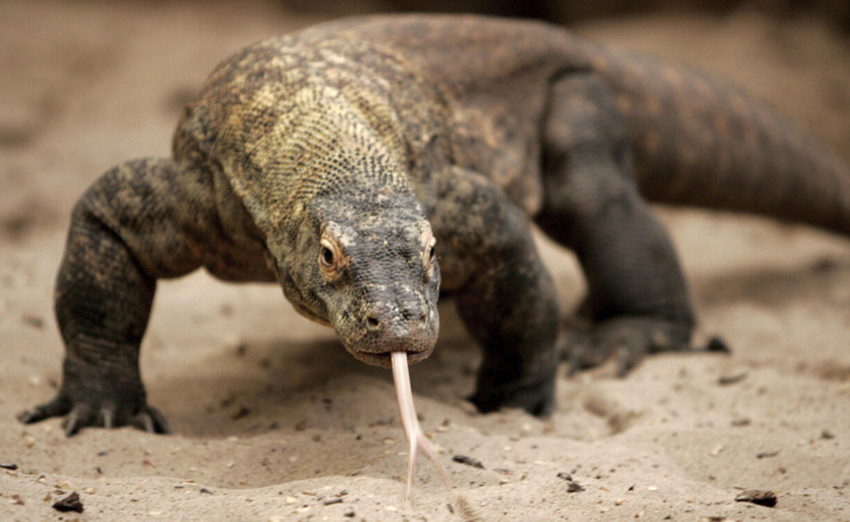 Flora the Komodo dragon walks around her enclosure Dec. 18, 2006, at Chester Zoo in Chester, England. Flora&rsquo;s virginal conception, and that of another Komodo dragon earlier in the year at the London Zoo, are the first time it had been documented in Komodo dragons.