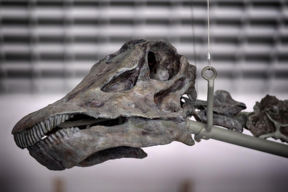 The skull of Gnatalie, the 75-foot-long green dinosaur, hangs in the Natural History Museum in Los Angeles. Researchers believe Gnatalie (pronounced Natalie) is a member of a new species of sauropod, a long-necked dinosaur that lived 150 million years ago in the late Jurassic Era.