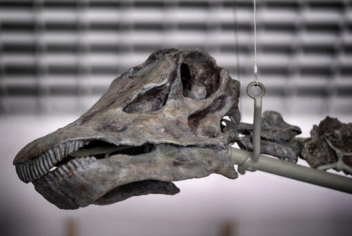 The skull of Gnatalie, the 75-foot-long green dinosaur, hangs in the Natural History Museum in Los Angeles. Researchers believe Gnatalie (pronounced Natalie) is a member of a new species of sauropod, a long-necked dinosaur that lived 150 million years ago in the late Jurassic Era. (Photos by Richard Vogel/Associated Press)