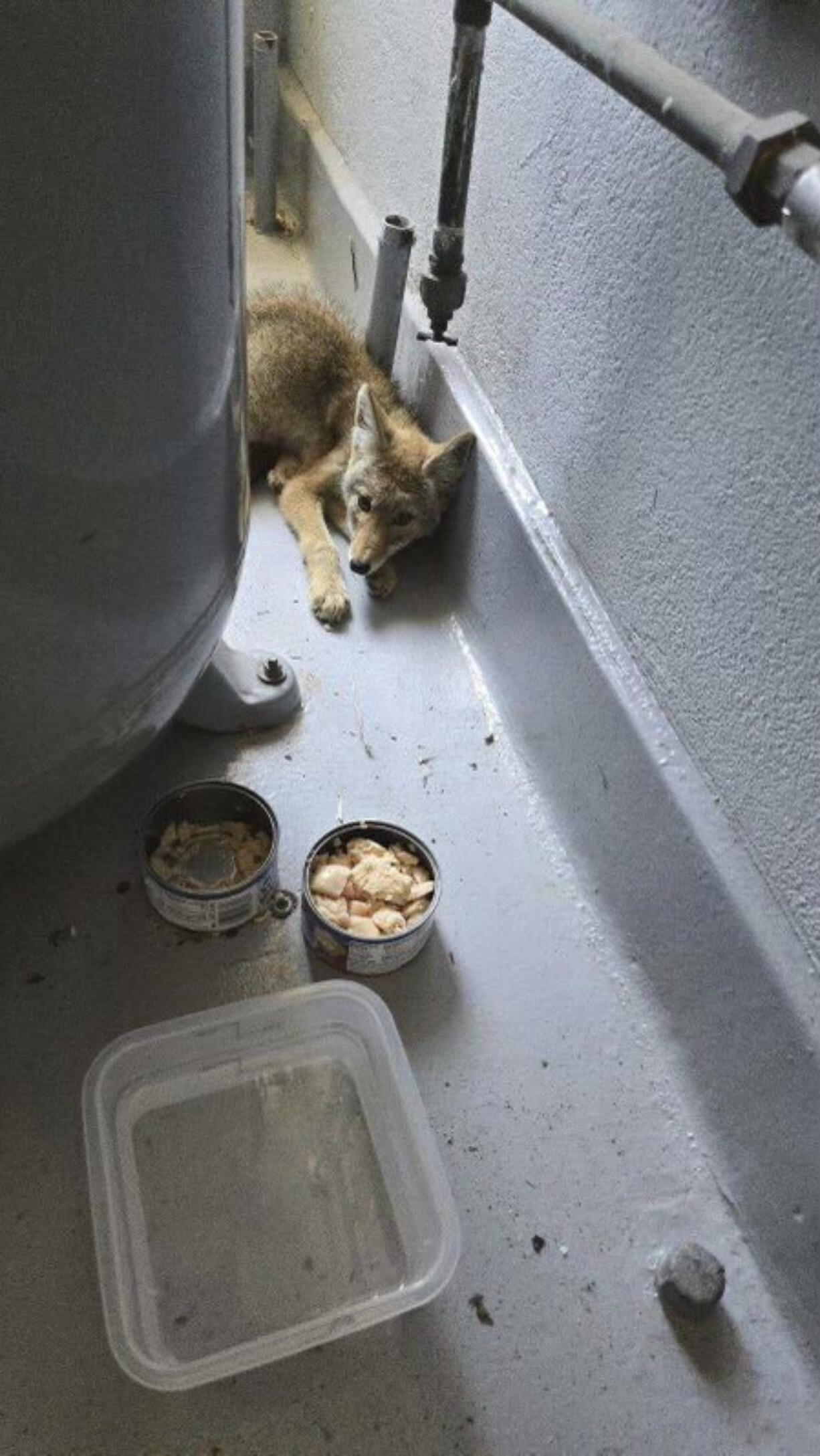 A coyote pup sits behind a bowl of chicken after being rescued Thursday, July 4, 2024, San Mateo, Calif.