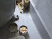 A coyote pup sits behind a bowl of chicken after being rescued Thursday, July 4, 2024, San Mateo, Calif.